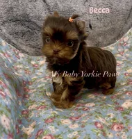 Tcup Becca, a female Yorkshire Terrier for sale in California, CA – Photo 6 of 6