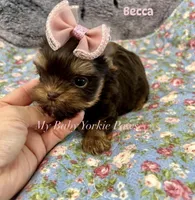 Tcup Becca, a female Yorkshire Terrier for sale in California, CA – Photo 4 of 6