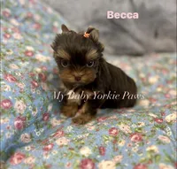 Tcup Becca, a female Yorkshire Terrier for sale in California, CA – Photo 3 of 6