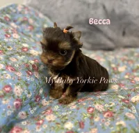 Tcup Becca, a female Yorkshire Terrier for sale in California, CA – Photo 2 of 6