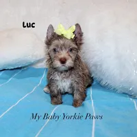 Luc, a male Yorkshire Terrier for sale in California, CA – 2 of 8