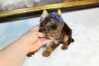 Mochi, a male Yorkshire Terrier for sale in California, CA – 3 of 6