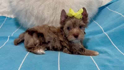 Luc, a male Yorkshire Terrier for sale in California, CA – 8 of 8