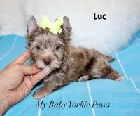 Luc, a male Yorkshire Terrier for sale in California, CA – 5 of 8