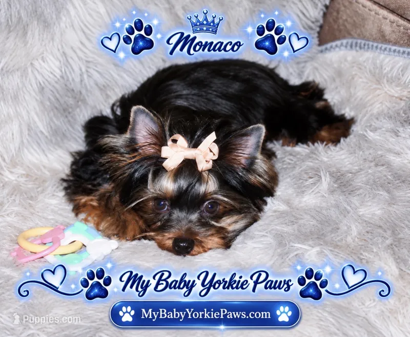 Monaco – Yorkshire Terrier puppy for sale in Perris, CA