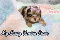 Jade, a female Yorkshire Terrier for sale in Perris, CA – 9 of 10