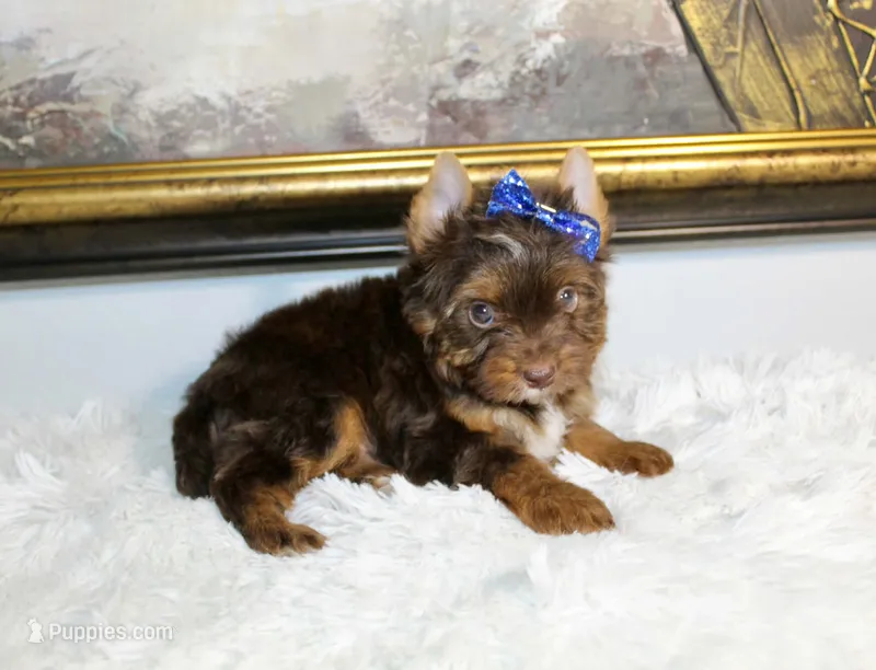 Mochi – Yorkshire Terrier puppy for sale in California, CA