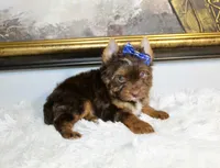 Mochi, a male Yorkshire Terrier for sale in California, CA – 1 of 6