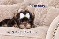 Tuscany, a male Yorkshire Terrier for sale in Perris, CA – 4 of 8