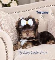 Tuscany, a male Yorkshire Terrier for sale in Perris, CA – 2 of 8