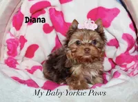 Tcup  Diana, a female Yorkshire Terrier for sale in California, CA – 5 of 10