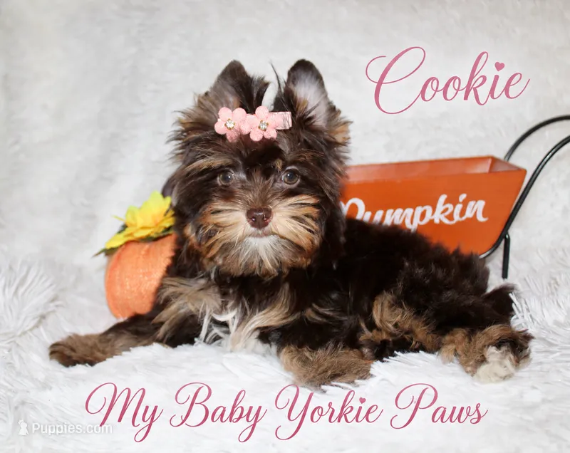 T-cup Cookie – Yorkshire Terrier puppy for sale in Perris, CA