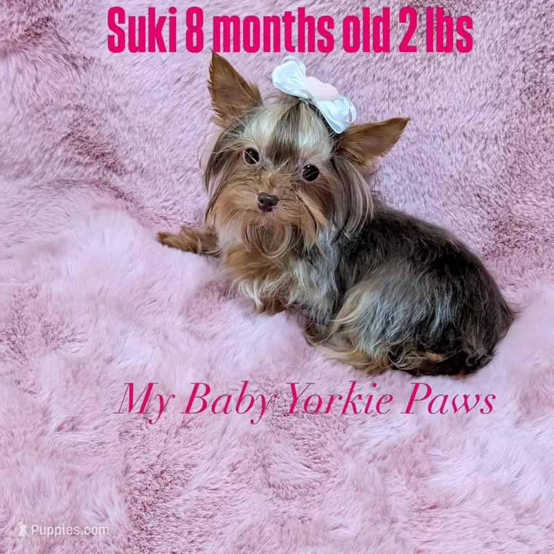 Suki – Yorkshire Terrier puppy for sale in California, CA