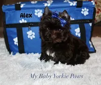 Alex, a male Yorkshire Terrier for sale in California, CA – 4 of 9