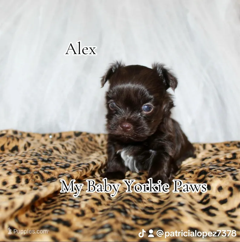 Alex – Yorkshire Terrier puppy for sale in California, CA