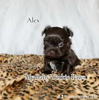 Alex, a male Yorkshire Terrier for sale in California, CA – Photo 1 of 8