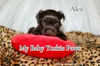 Alex, a male Yorkshire Terrier for sale in California, CA – Photo 6 of 8