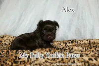Alex, a male Yorkshire Terrier for sale in California, CA – Photo 2 of 8