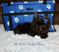 Alex, a male Yorkshire Terrier for sale in California, CA – 7 of 9