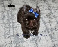 Alex, a male Yorkshire Terrier for sale in California, CA – 5 of 9