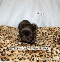 Alex, a male Yorkshire Terrier for sale in California, CA – Photo 7 of 8