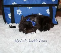 Alex, a male Yorkshire Terrier for sale in California, CA – 6 of 9