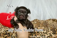 Alex, a male Yorkshire Terrier for sale in California, CA – Photo 5 of 8