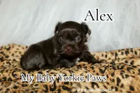 Alex, a male Yorkshire Terrier for sale in California, CA – Photo 3 of 8
