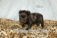 Alex, a male Yorkshire Terrier for sale in California, CA – Photo 4 of 8