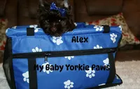 Alex, a male Yorkshire Terrier for sale in California, CA – 3 of 9