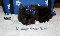 Alex, a male Yorkshire Terrier for sale in California, CA – 1 of 9