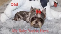 Alex, a male Yorkshire Terrier for sale in California, CA – 9 of 9