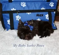 Alex, a male Yorkshire Terrier for sale in California, CA – 2 of 9