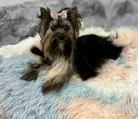 Abby, a female Yorkshire Terrier for sale in California, CA – 2 of 4