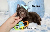 Pierre Dark Chocolate , a male Yorkshire Terrier for sale in California, CA – 2 of 7