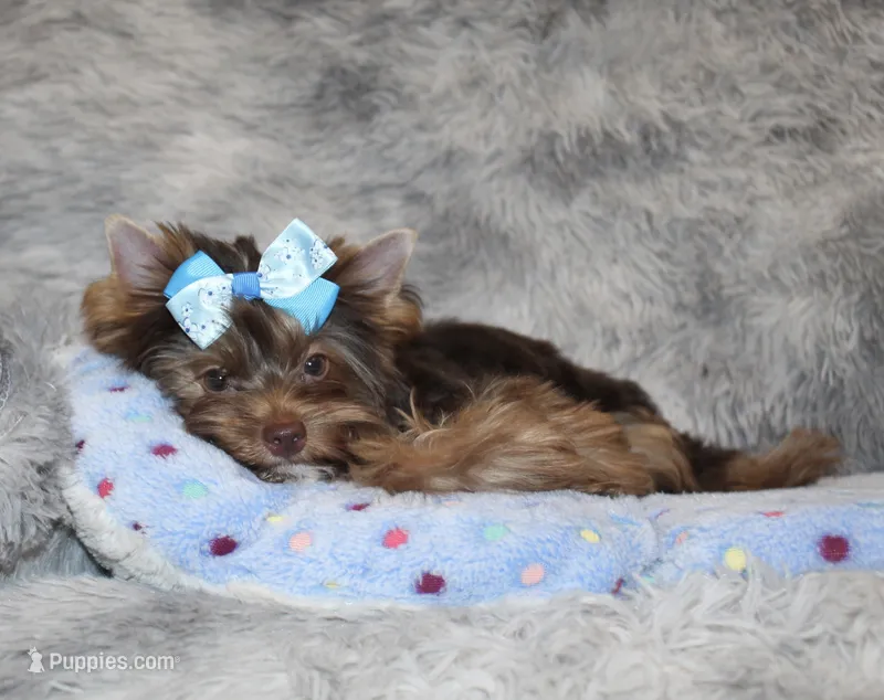 Mochi – Yorkshire Terrier puppy for sale in Perris, CA