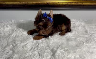 Mochi, a male Yorkshire Terrier for sale in California, CA – 5 of 6
