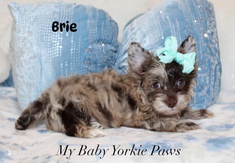 Brie – Yorkshire Terrier puppy for sale in California, CA