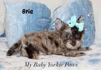 Brie, a male Yorkshire Terrier for sale in California, CA – 1 of 7