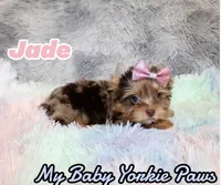 Jade, a female Yorkshire Terrier for sale in Perris, CA – 8 of 10