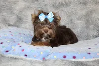 Mochi, a male Yorkshire Terrier for sale in Perris, CA – 6 of 10