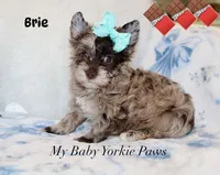 Brie, a male Yorkshire Terrier for sale in California, CA – 4 of 7