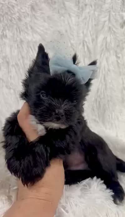 Tcup Leo, a male Yorkshire Terrier for sale in Perris, CA – 9 of 9
