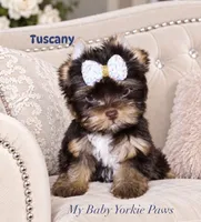 Tuscany, a male Yorkshire Terrier for sale in Perris, CA – 3 of 8