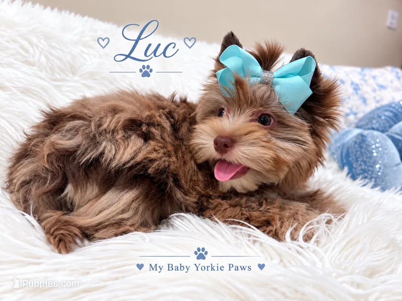 Luc – Yorkshire Terrier puppy for sale in Perris, CA