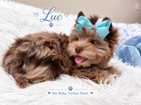 Luc, a male Yorkshire Terrier for sale in Perris, CA – 2 of 5