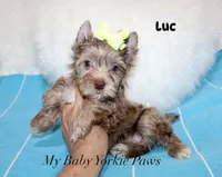 Luc, a male Yorkshire Terrier for sale in California, CA – 3 of 8