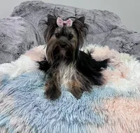 Abby, a female Yorkshire Terrier for sale in California, CA – 4 of 4