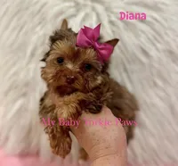 Chocolate Merle Diana, a female Yorkshire Terrier for sale in California, CA – 6 of 6