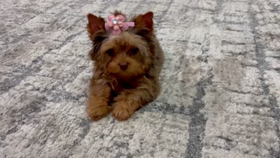 Tcup  Diana, a female Yorkshire Terrier for sale in California, CA – 10 of 10